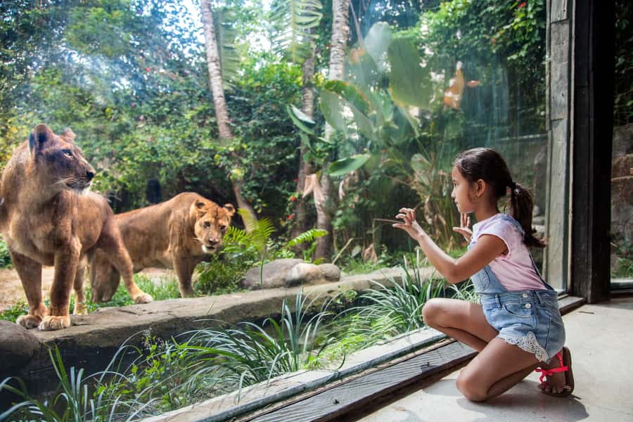 Bali Zoo Entrance Ticket - A full day among Bali’s animals