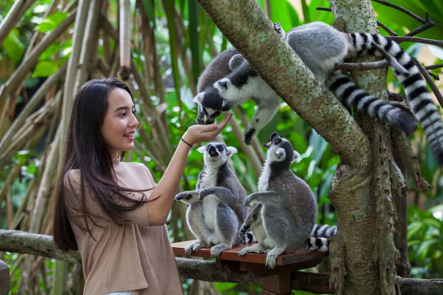 Bali Zoo Entrance Ticket - Tigers, orangutans, and Komodo dragons