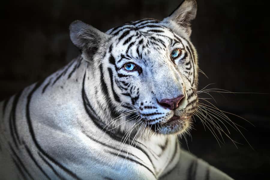 Bali Zoo Entrance Ticket - What the standard ticket really includes