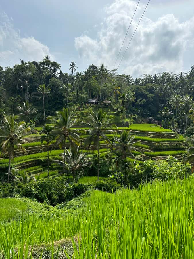 Balinese Spiritual Cleansing by Traditional Method - Pura Mengening and the holy-water ceremony