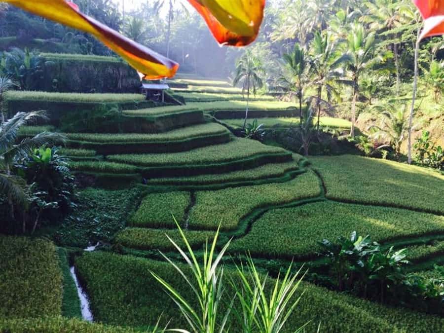 Banyumala Waterfall Trek, Bedugul and Lake Beratan Tour - Why this central Bali route works so well