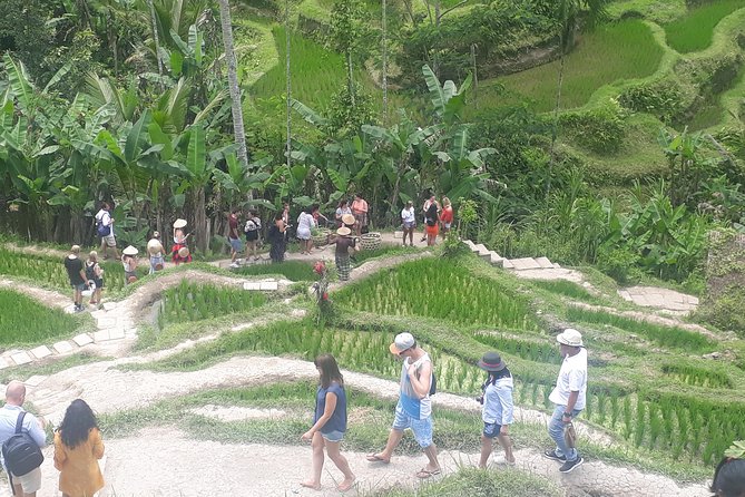 Batur Volcano Sunrise Trekking, Rice Teracce & Bali Coffee Plantation Tour - Mount Batur before sunrise