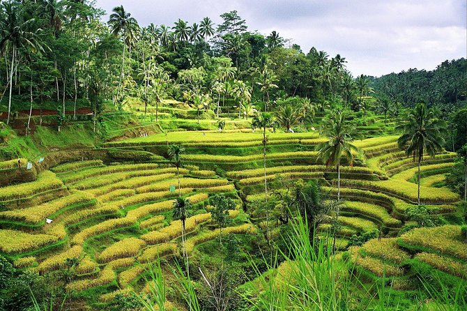 Beauty Of West Bali Tour (Private and All Inclusive) - Luhur Batukaru: the quietest temple of the day