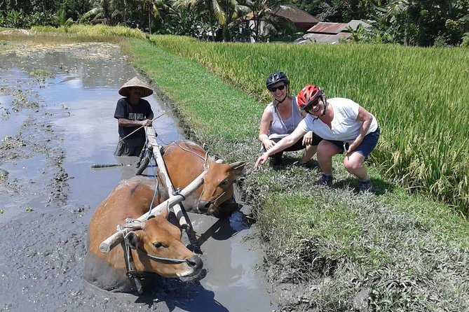 Bike ride in the rice fields, Bali countryside - Visiting a Balinese school