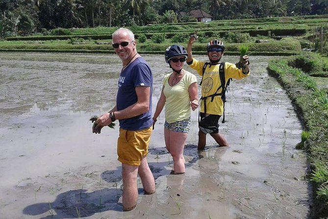 Bike ride in the rice fields, Bali countryside - The shaded coconut stop