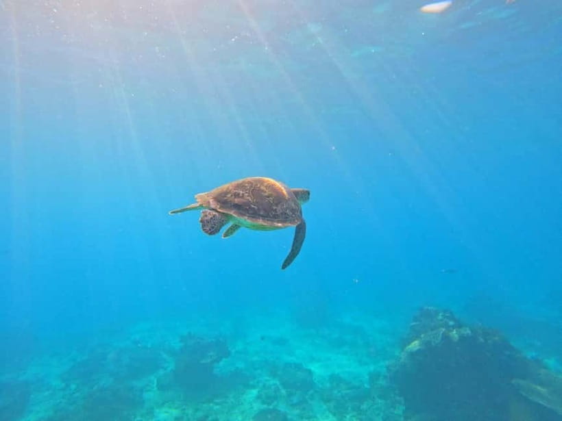 Blue Lagon Snorkeling, Waterfall, and Celuk Village Tour - What the $19 price really covers