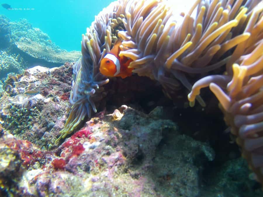 Blue Lagoon and Tanjung Jepun Snorkeling Tour - What the boat ride adds to the outing