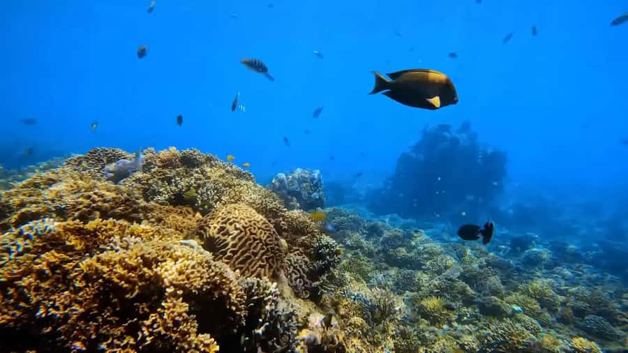Blue Lagoon and Tanjung Jepun Snorkeling Tour - What is included for $16