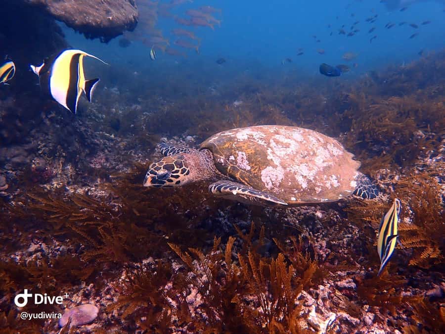 Blue Lagoon and Tanjung Jepun Snorkeling Tour - After snorkeling, shower and lunch