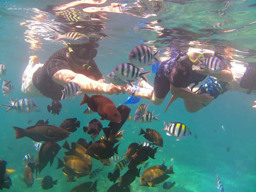 Blue Lagoon and Tanjung Jepun Snorkeling Tour - Cancellation and booking flexibility