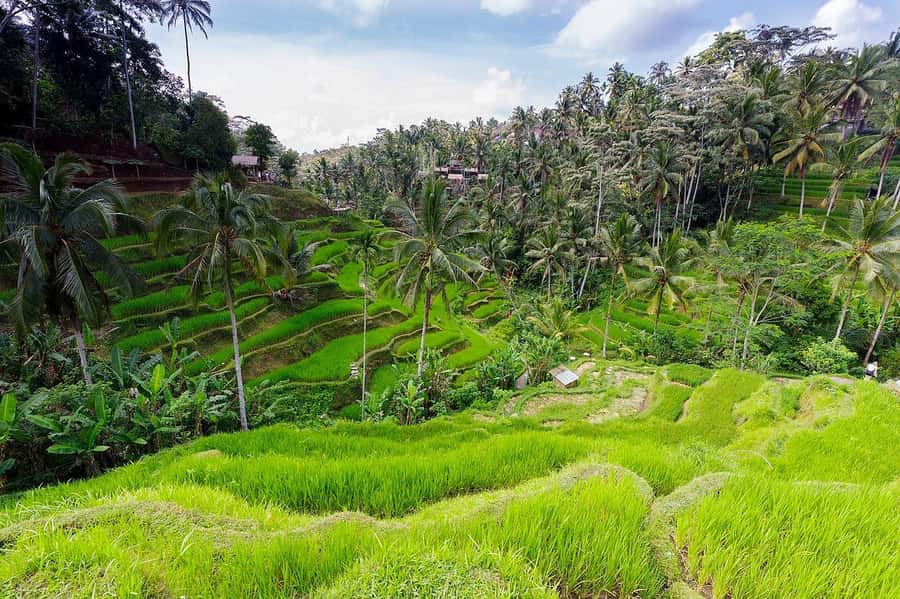 Central Bali: Ubud Village, Rice Terrace, and Kintamani Tour - Tegallalang’s rice terraces and optional thrills