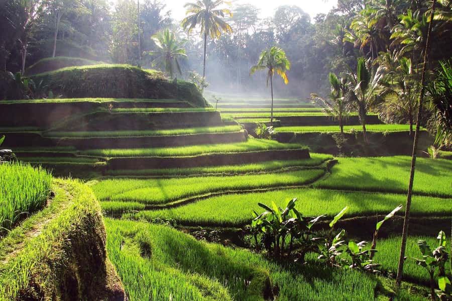 Central Bali: Ubud Village, Rice Terrace, and Kintamani Tour - Shopping at Ubud Traditional Art Market