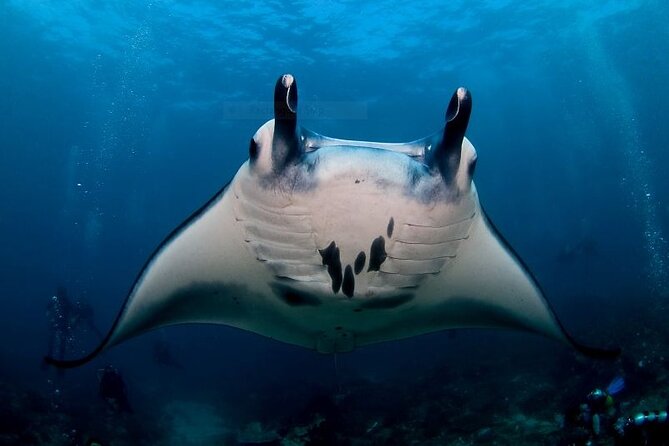 Certified Scuba Dive with Manta Rays (Open Water Diver minimum) - Manta Point puts the rays first
