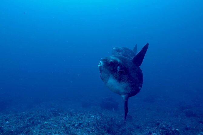 Certified Scuba Dive with Manta Rays (Open Water Diver minimum) - What your morning looks like at Sanctum Dive