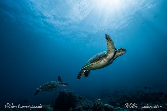 Certified Scuba Dive with Manta Rays (Open Water Diver minimum) - Practical booking advice before you pay