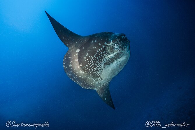 Certified Scuba Dive with Manta Rays (Open Water Diver minimum) - Small groups keep the attention personal