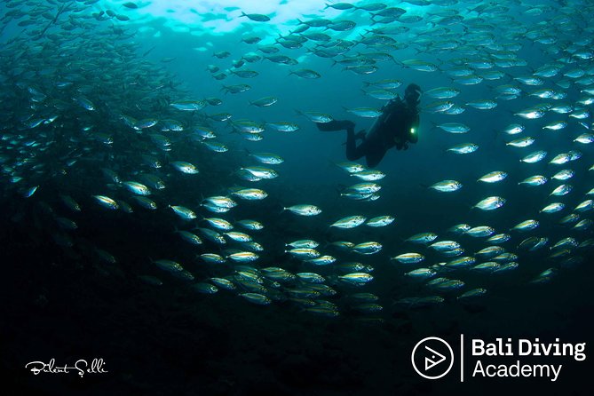 Day Trip Snorkeling in Tulamben - Explore Liberty Wreck (pick up in South Bali) - Why the Liberty Wreck works so well for snorkelers