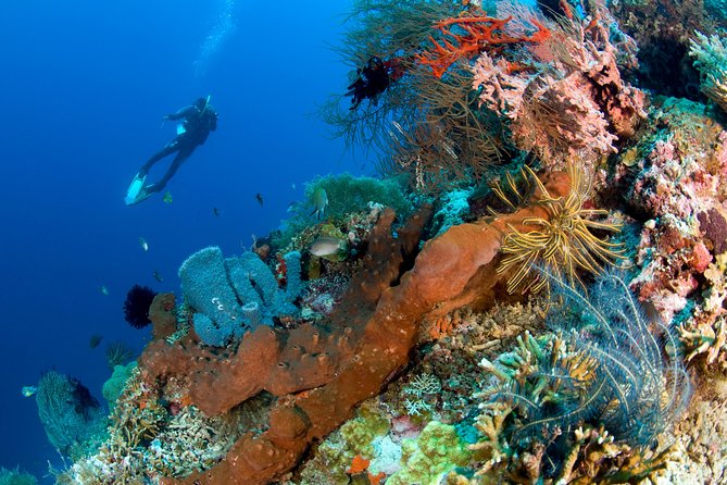 Discover Scuba Diving in Pemuteran at the Biorock site,1 shore dive all included - Why Pemuteran’s Biorock site makes a good first underwater session