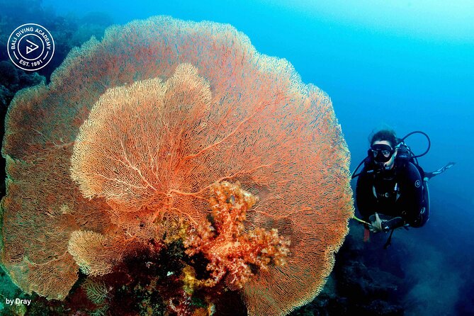 Discover Scuba Diving in Pemuteran at the Biorock site,1 shore dive all included - The Biorock session is the main event