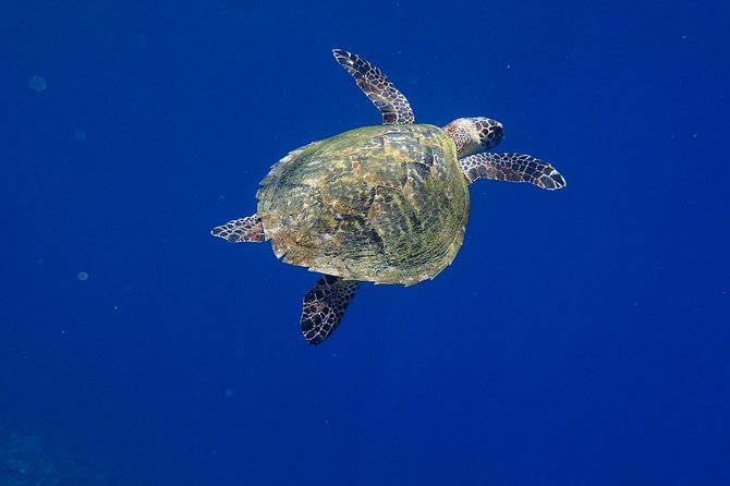 Discover Scuba Diving in Pemuteran - Diving Initiation in Bali (Menjangan Park) - What the $110.05 price really covers