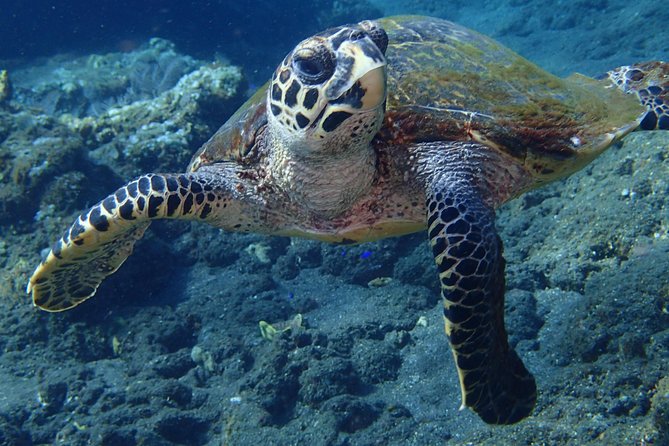 Discover Scuba Diving in Pemuteran - Diving Initiation in Bali (Menjangan Park) - Who will get the most from this experience