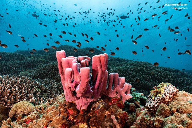Discover Scuba Diving in Pemuteran - Diving Initiation in Bali (Menjangan Park) - Practical details that affect your day