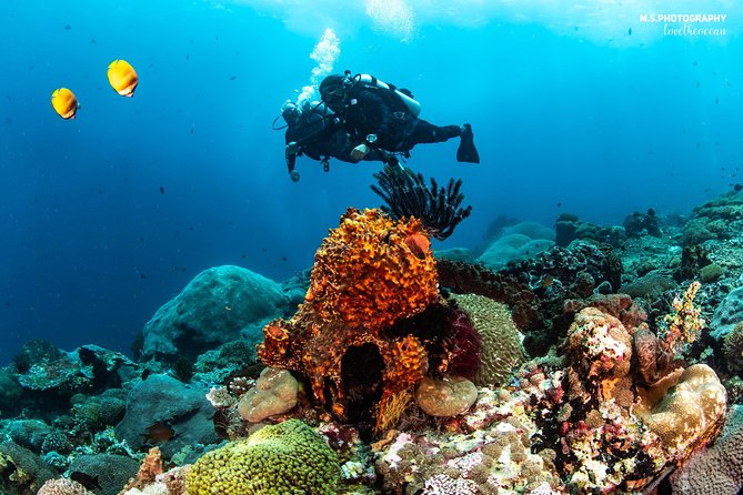 Discover Scuba Diving in Pemuteran - Diving Initiation in Bali (Menjangan Park) - Small details that improve the experience