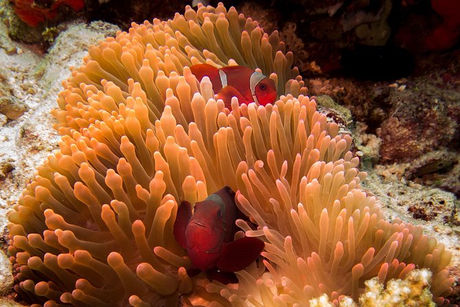 Discover Scuba Diving in Pemuteran - Diving Initiation in Bali (Menjangan Park) - What makes Menjangan National Park special