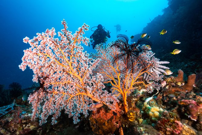 Discover Scuba Diving in Tulamben - Diving Initiation in Bali best diving sites - Seeing the Liberty shipwreck after your first lesson