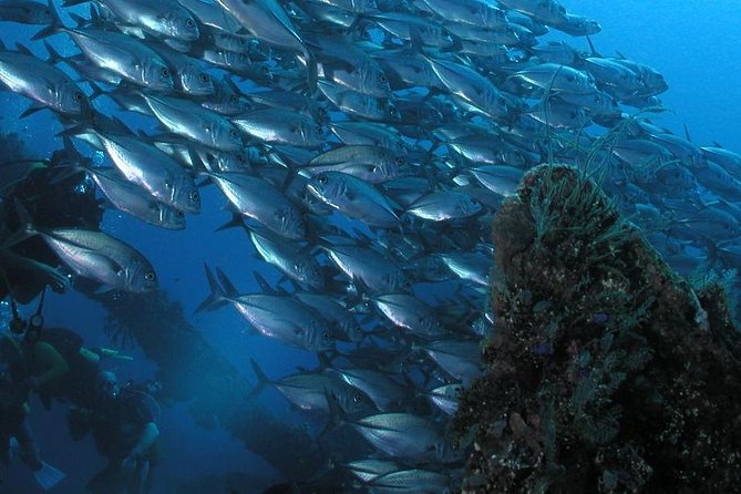 Dive at Tulamben Bali USS Liberty Ship Wreck - Why the USS Liberty is such a popular Bali wreck