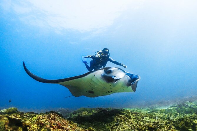 Diving in Nusa Penida - Why Nusa Penida makes this beginner session special