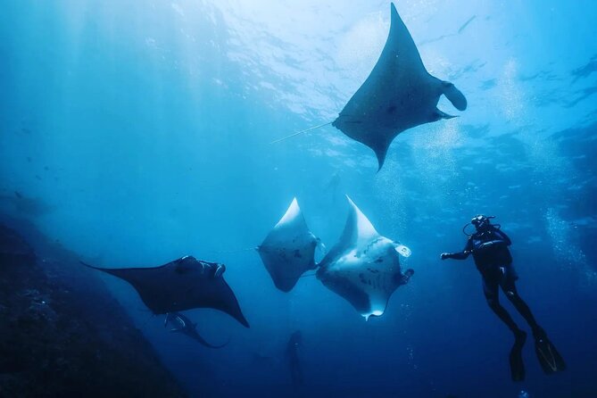 Diving with Manta Ray at Nusa Penida - Why Manta Point Is the Main Event