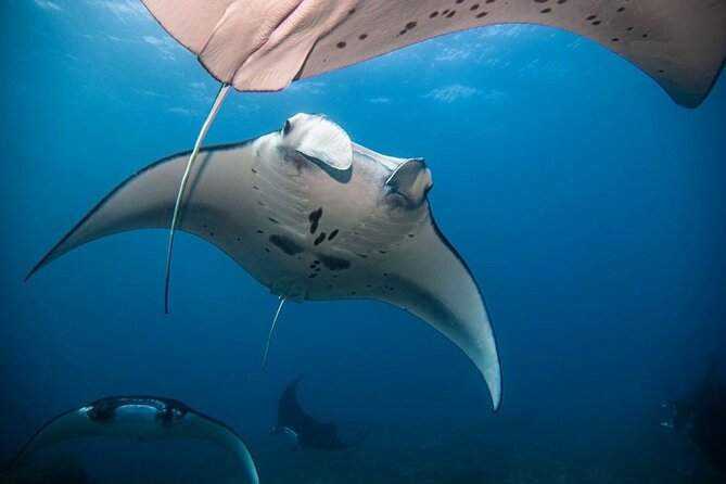 Diving with Manta Ray at Nusa Penida - The Human Side: Putra, Nyoman, and Komang