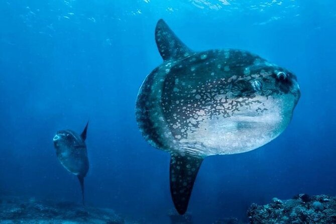 Diving with Manta Ray at Nusa Penida - Getting There and Understanding the Pickup Rule