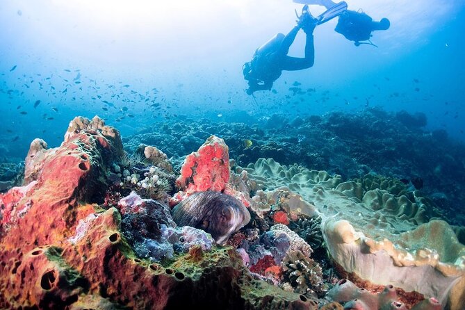 Diving with Manta Ray at Nusa Penida - Equipment, Instruction, and Beginner Comfort