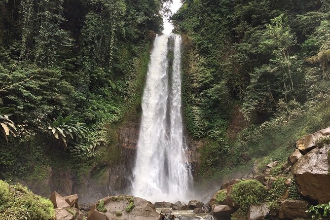 Dolphin Tour and Sunrise Watching in Lovina Beach - All Inclusive - Wanagiri Hidden Hills and Lake Buyan views