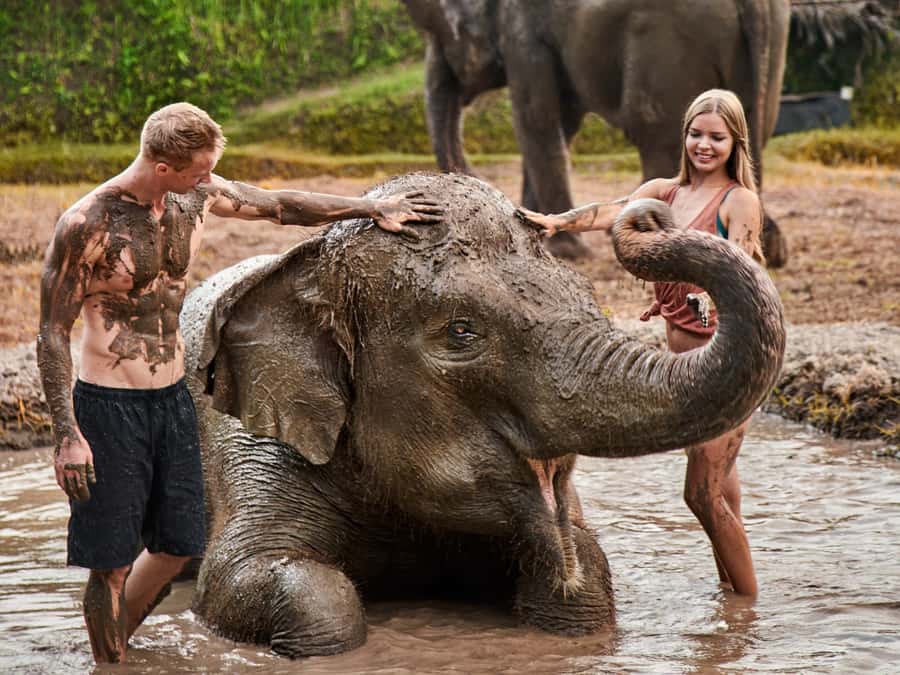 Elephant Care Experience with Mud Bath at Bali Zoo - Feeding fruit before the mud bath