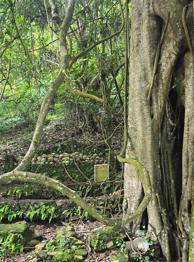 Exploring Trunyan Cemetery - Key points to know before you go