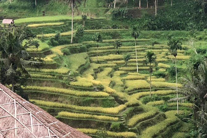 Farmer market, waterfalls, holy spring - All Inclusive - Seribatu village and the Balinese plantation