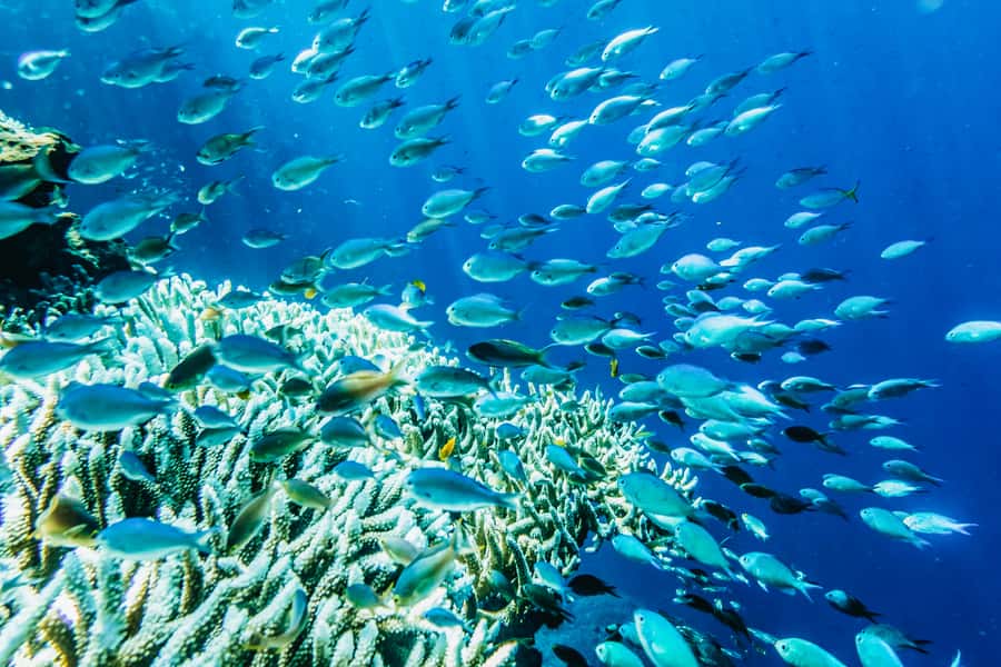 From Bali: 3 Snorkeling Spots Tour to Lembongan and Penida - Leaving Bali by the big ferry