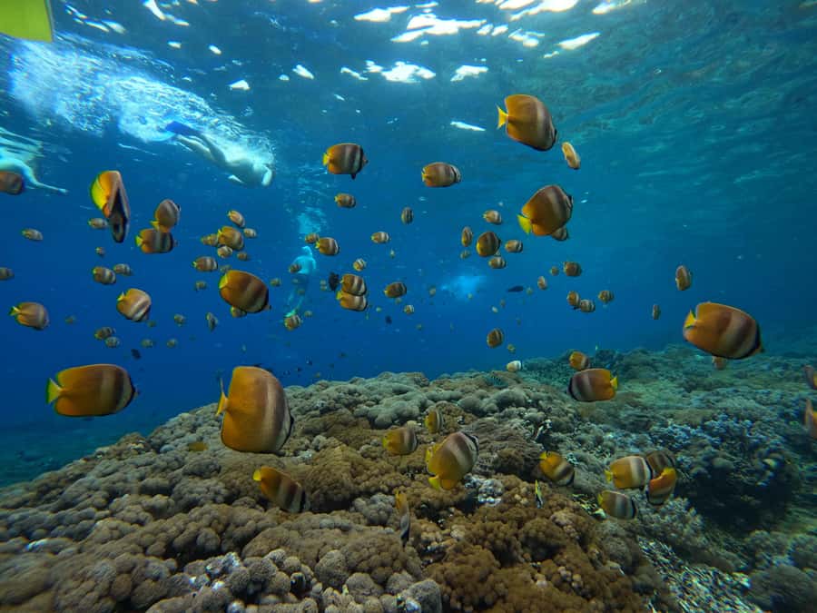 From Bali: 3 Snorkeling Spots Tour to Lembongan and Penida - Mangrove Point and the third snorkel session