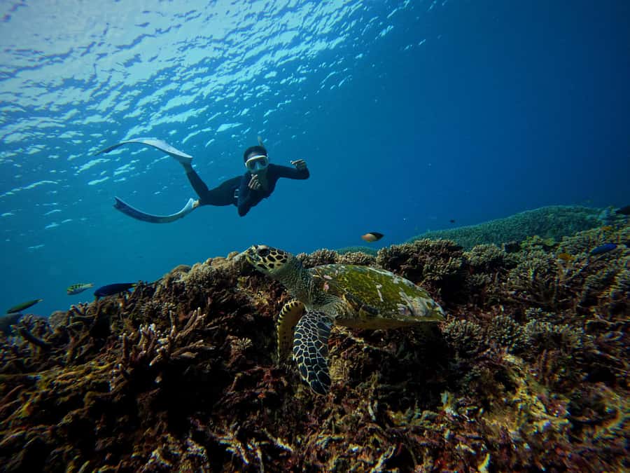 From Bali: 3 Snorkeling Spots Tour to Lembongan and Penida - Buffet lunch beside the mangrove forest