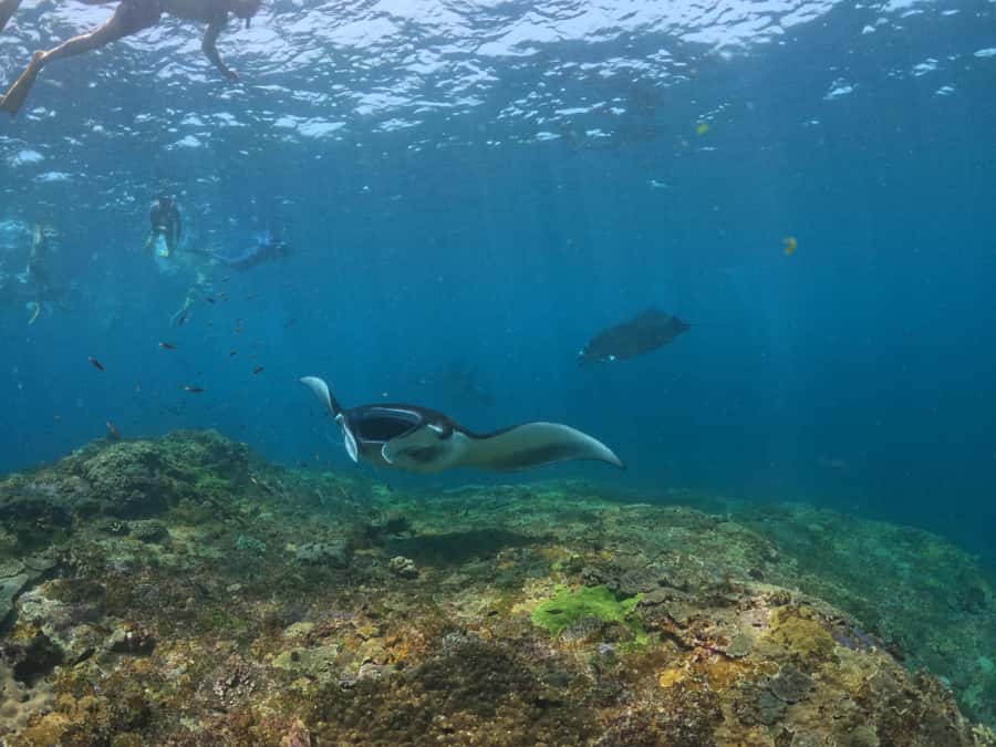 From Bali: 3 Snorkeling Spots Tour to Lembongan and Penida - Photos, crowds, and the natural setting