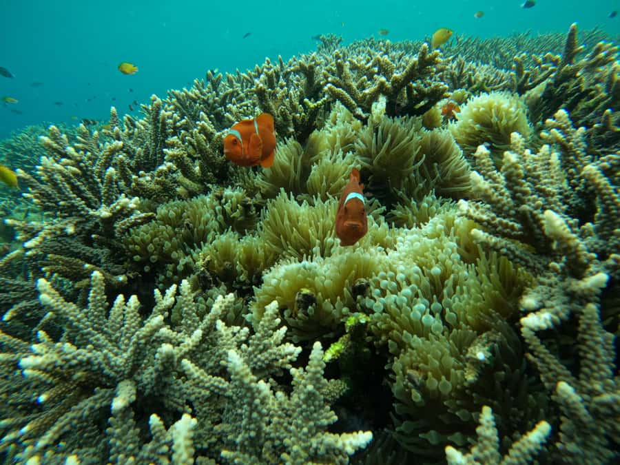 From Bali: Half Day Snorkeling 3 Spots to Lembongan & Penida - Cancellation and weather expectations