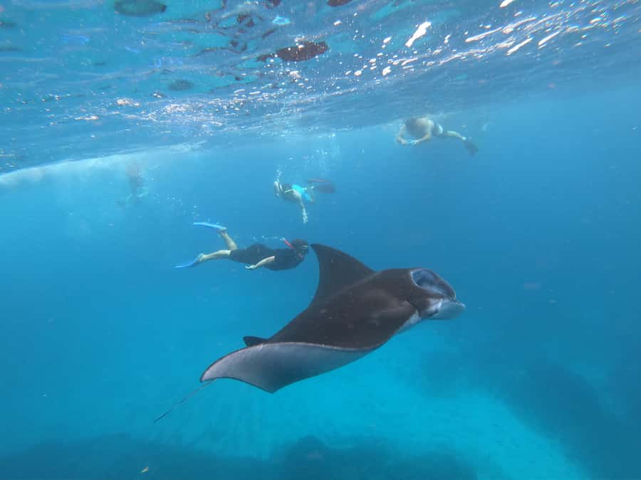 From Bali: Lembongan & Penida 2-Day Tour with Snorkeling - The mangroves offer a quieter final outing