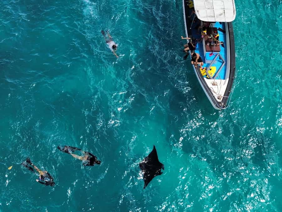 From Bali: Nusa Penida Full Day Private Snorkeling Tour - Manta Bay: spectacular animals, uncertain conditions
