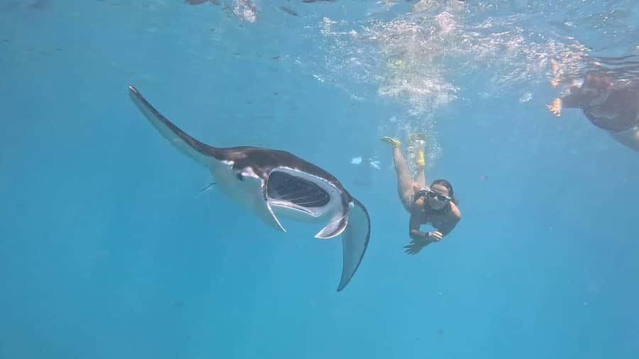 From Bali: Nusa Penida Private Snorkeling and Land Tour - A Sea-to-Cliff Day from Sanur