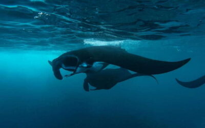 Nusa Penida Private Snorkeling Tour with Lunch