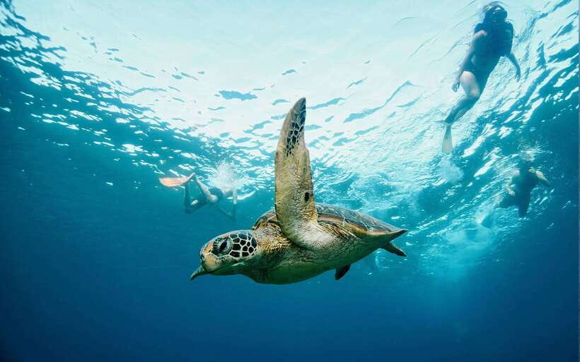 From Bali: Nusa Penida Private Snorkeling Tour with Lunch - Mangrove Point and the final drift snorkel
