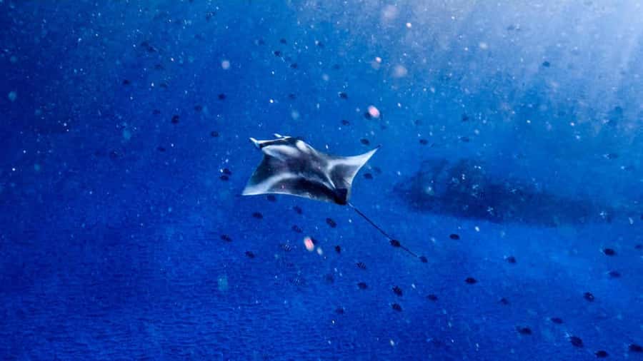 From Bali: Nusa Penida Snorkel 3 Spots w/ GoPro & Kayak tour - Sanur starts early, and timing matters